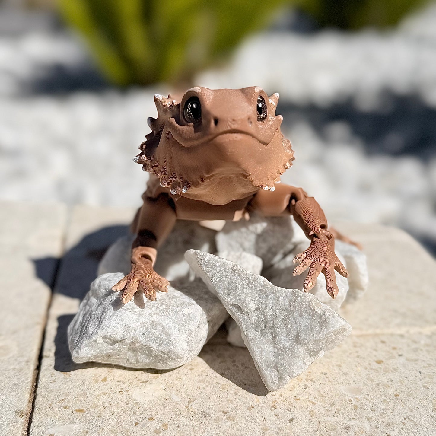 Bearded Dragon