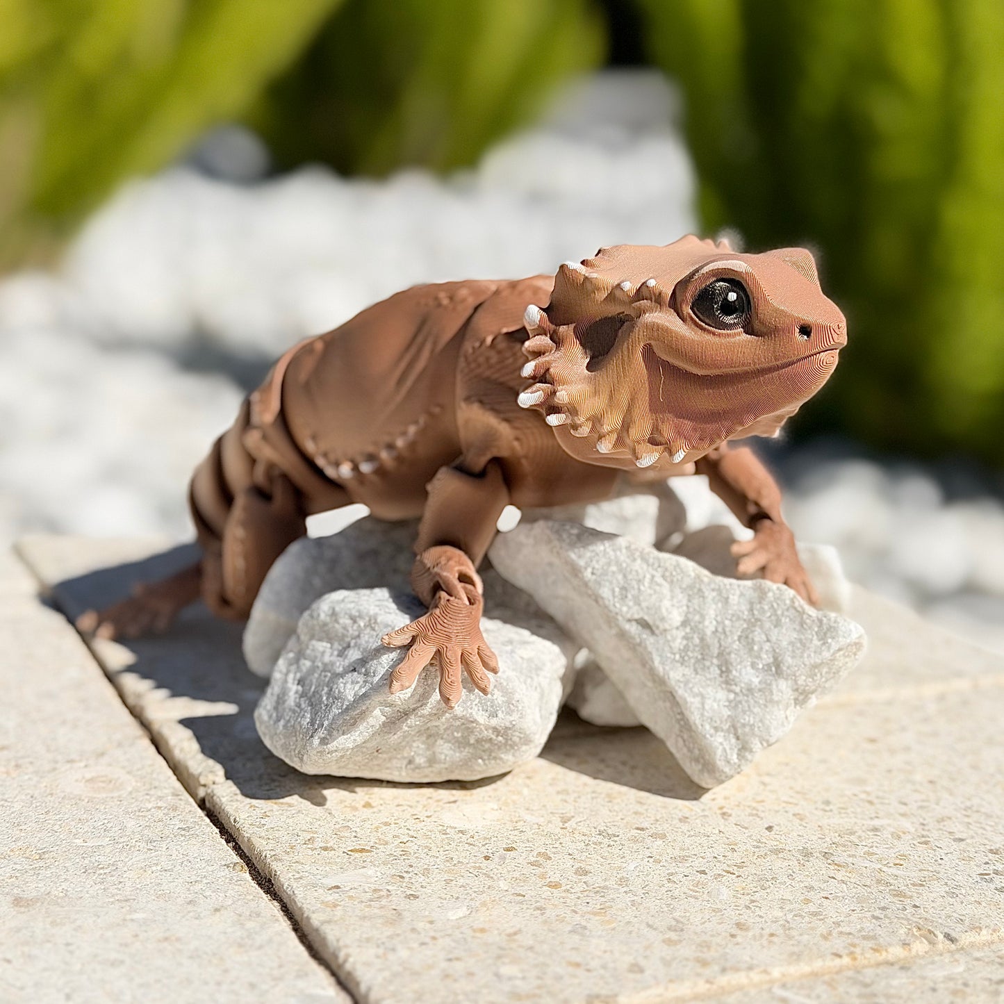 Bearded Dragon