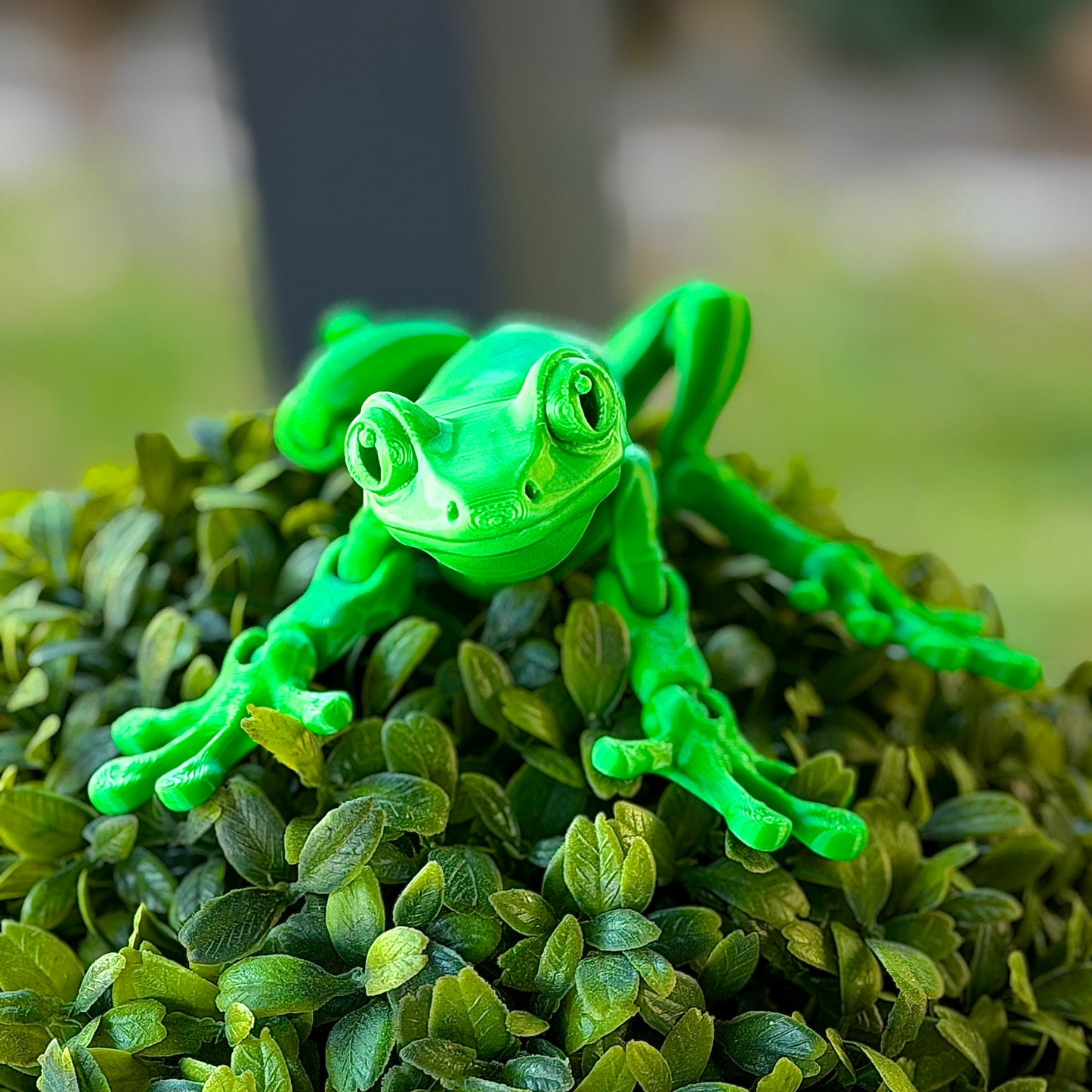 Tree Frog