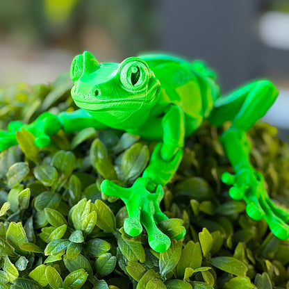 Tree Frog